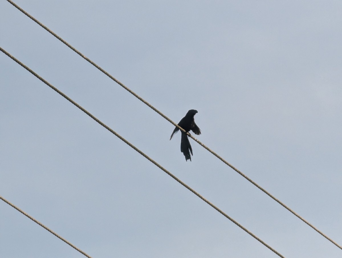 Ani à bec lisse - ML644357931