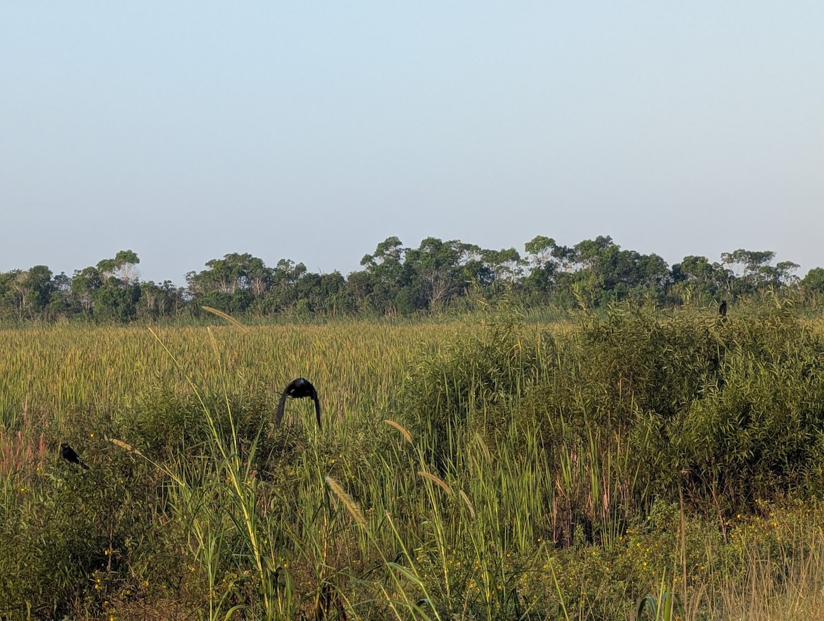 Ani à bec lisse - ML644357932