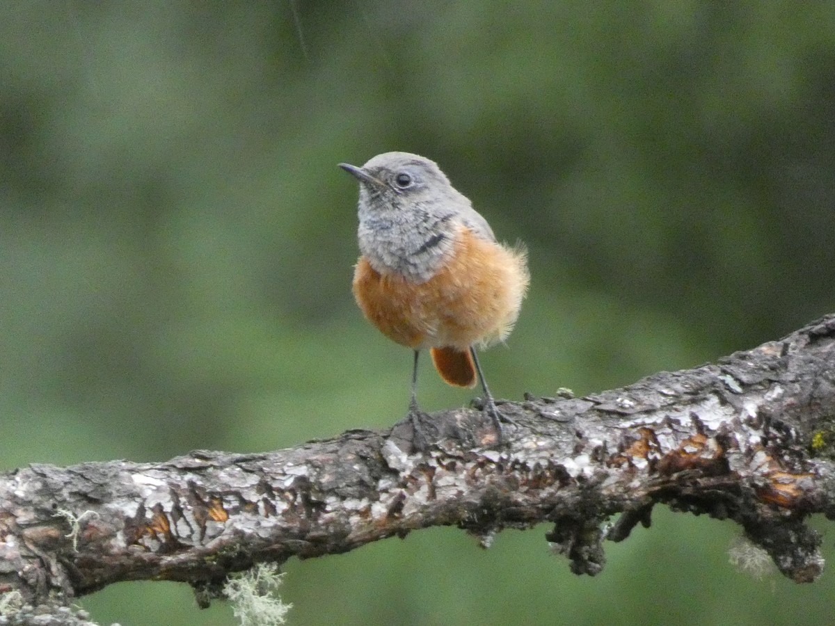 Common Redstart - ML644357943