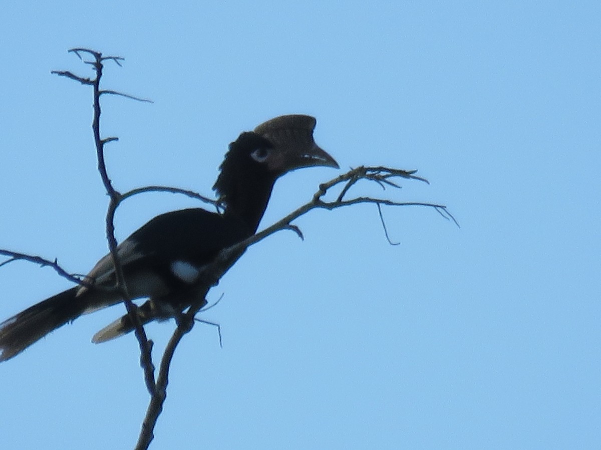 Brown-cheeked Hornbill - ML644357945
