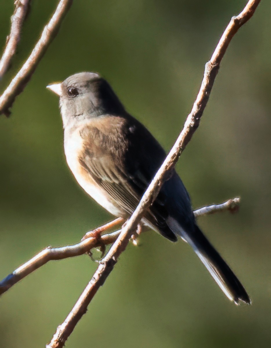 Dark-eyed Junco (Pink-sided) - ML644357958