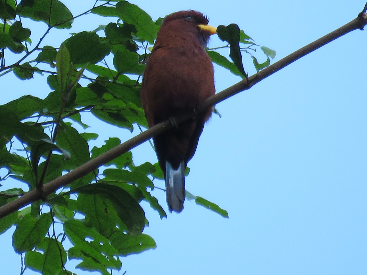 Blue-throated Roller - ML644357962