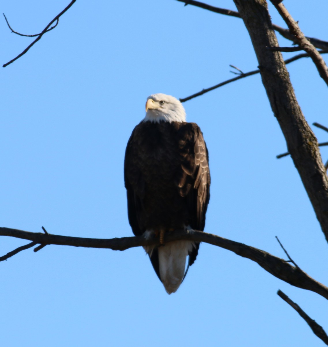 עיטם לבן-ראש - ML644357968