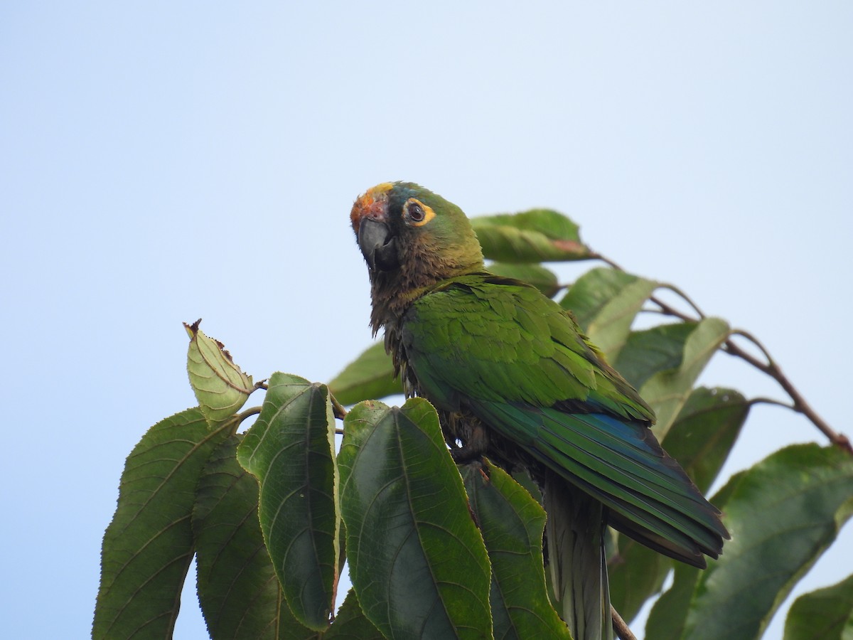 Peach-fronted Parakeet - ML644357974