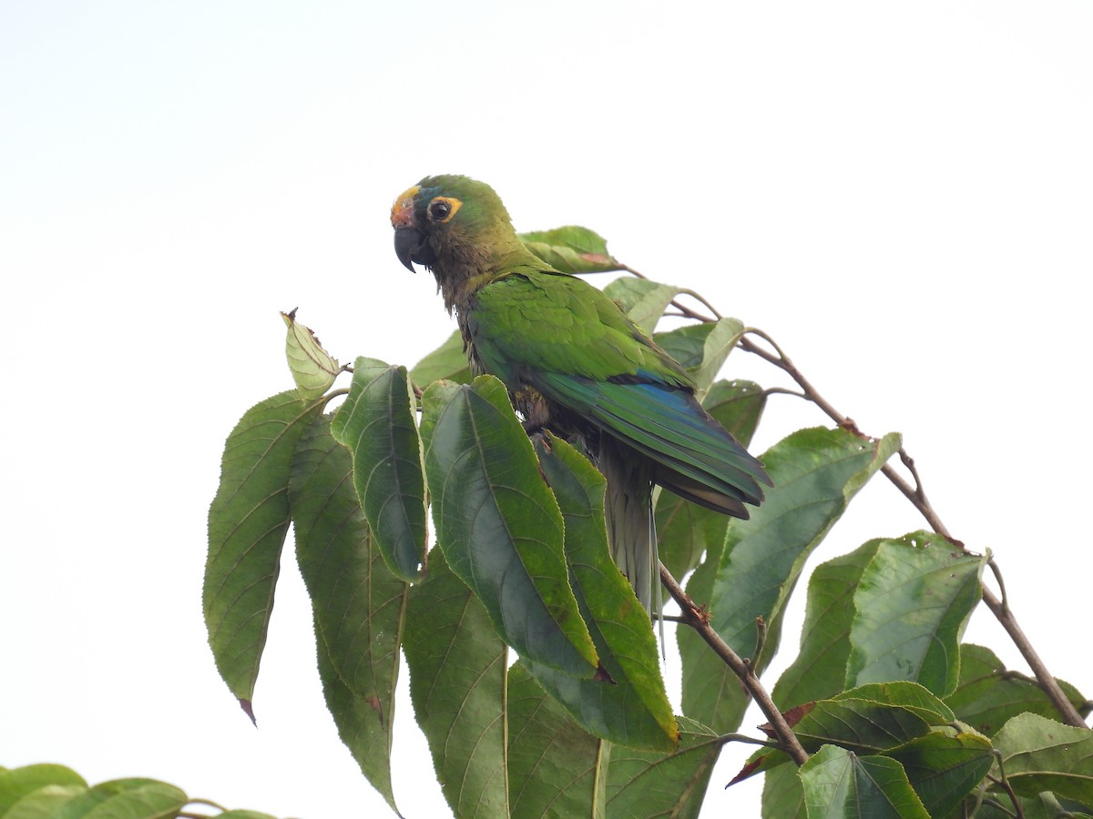 Peach-fronted Parakeet - ML644357975