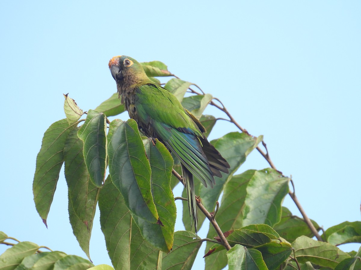 Peach-fronted Parakeet - ML644357976