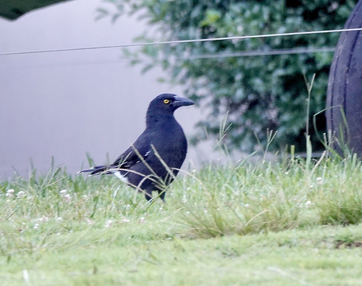 Verdugo Pío - ML644357979