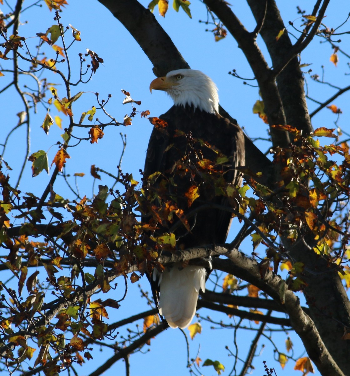 עיטם לבן-ראש - ML644357981