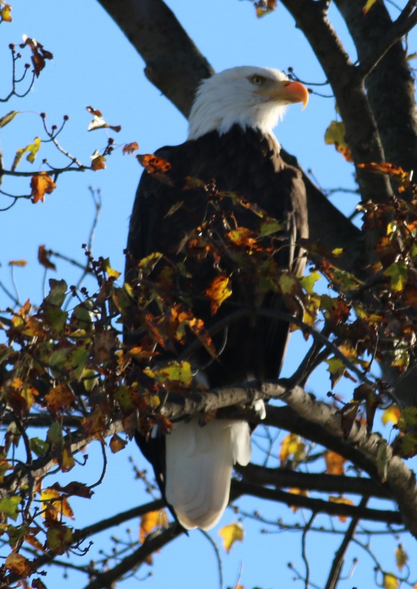 עיטם לבן-ראש - ML644357985