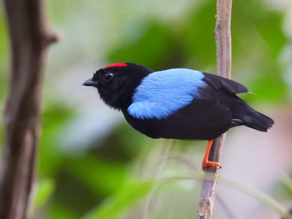 Blue-backed Manakin - ML644357987