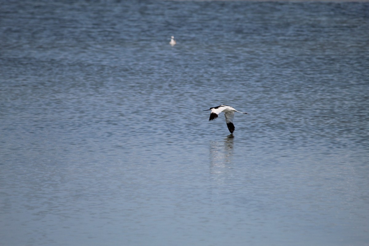Pied Avocet - ML644357991
