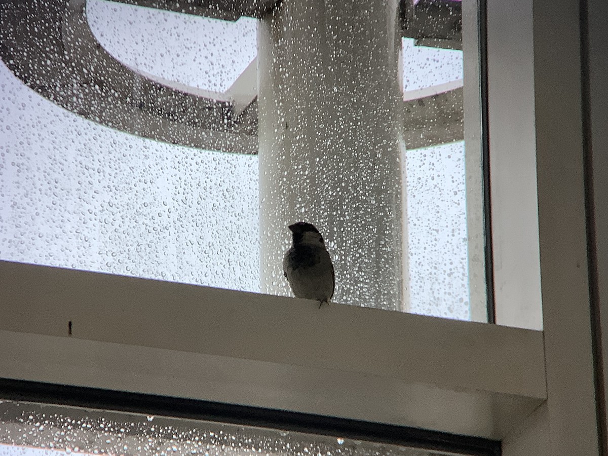 House Sparrow - ML644358003