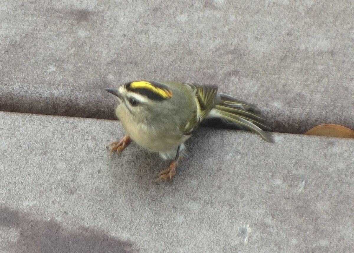Golden-crowned Kinglet - ML644358027