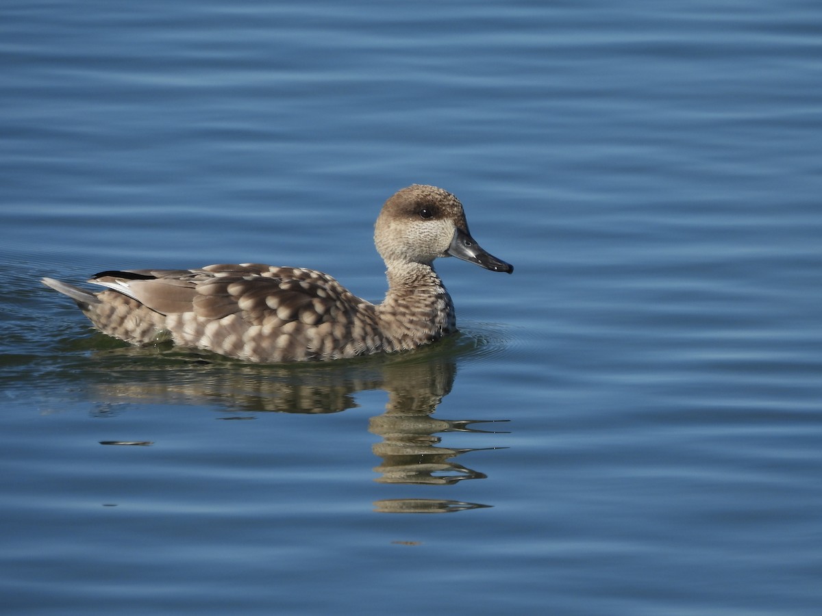 Marbled Duck - ML644358037