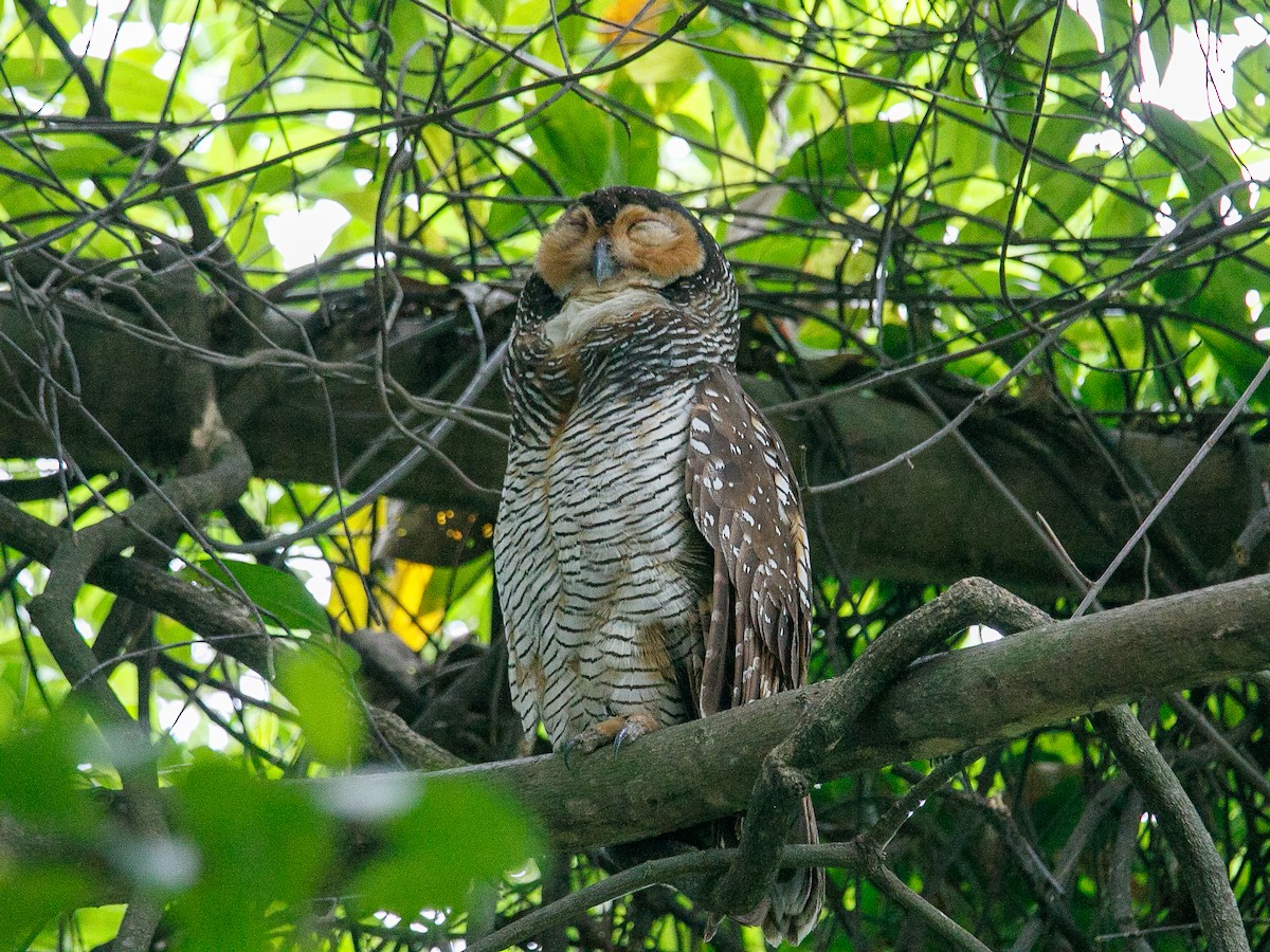 Spotted Wood-Owl - ML644358056