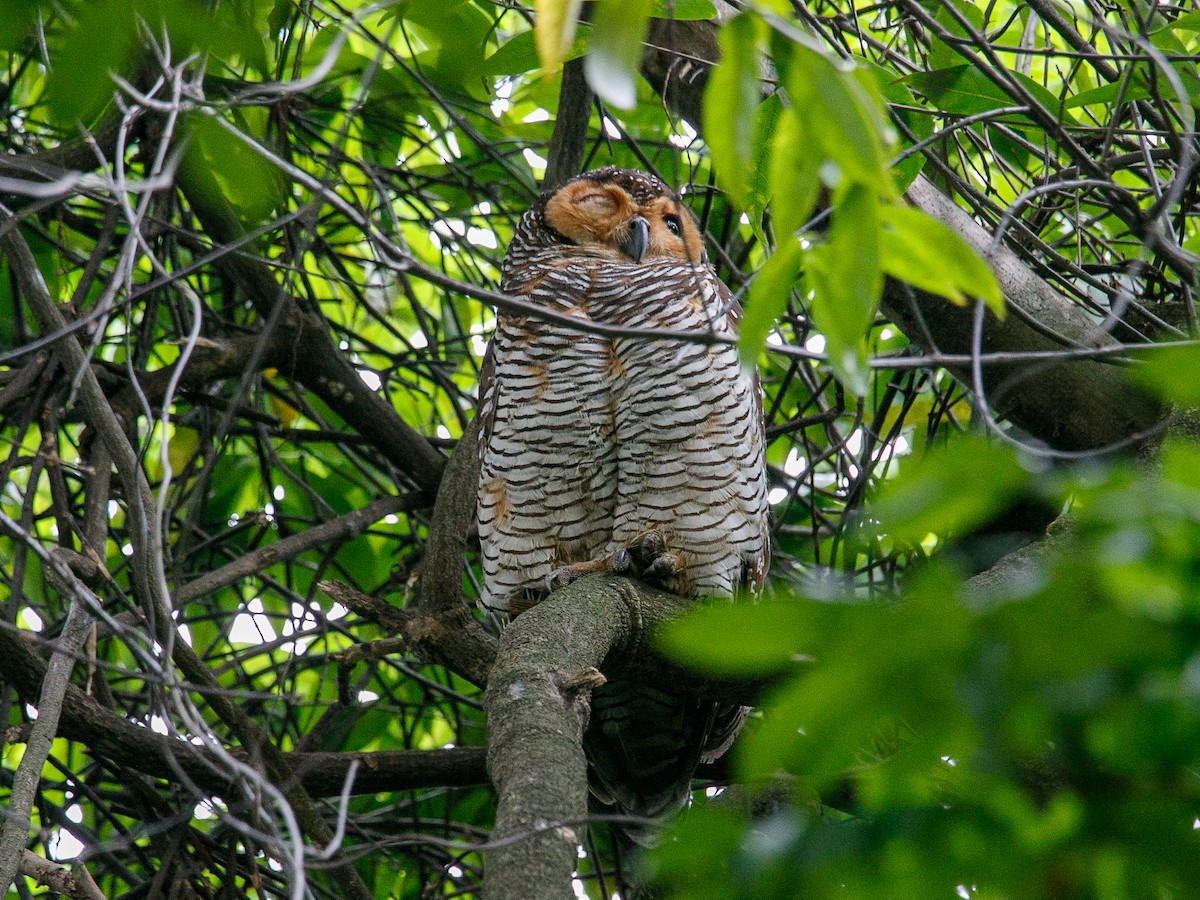 Spotted Wood-Owl - ML644358057