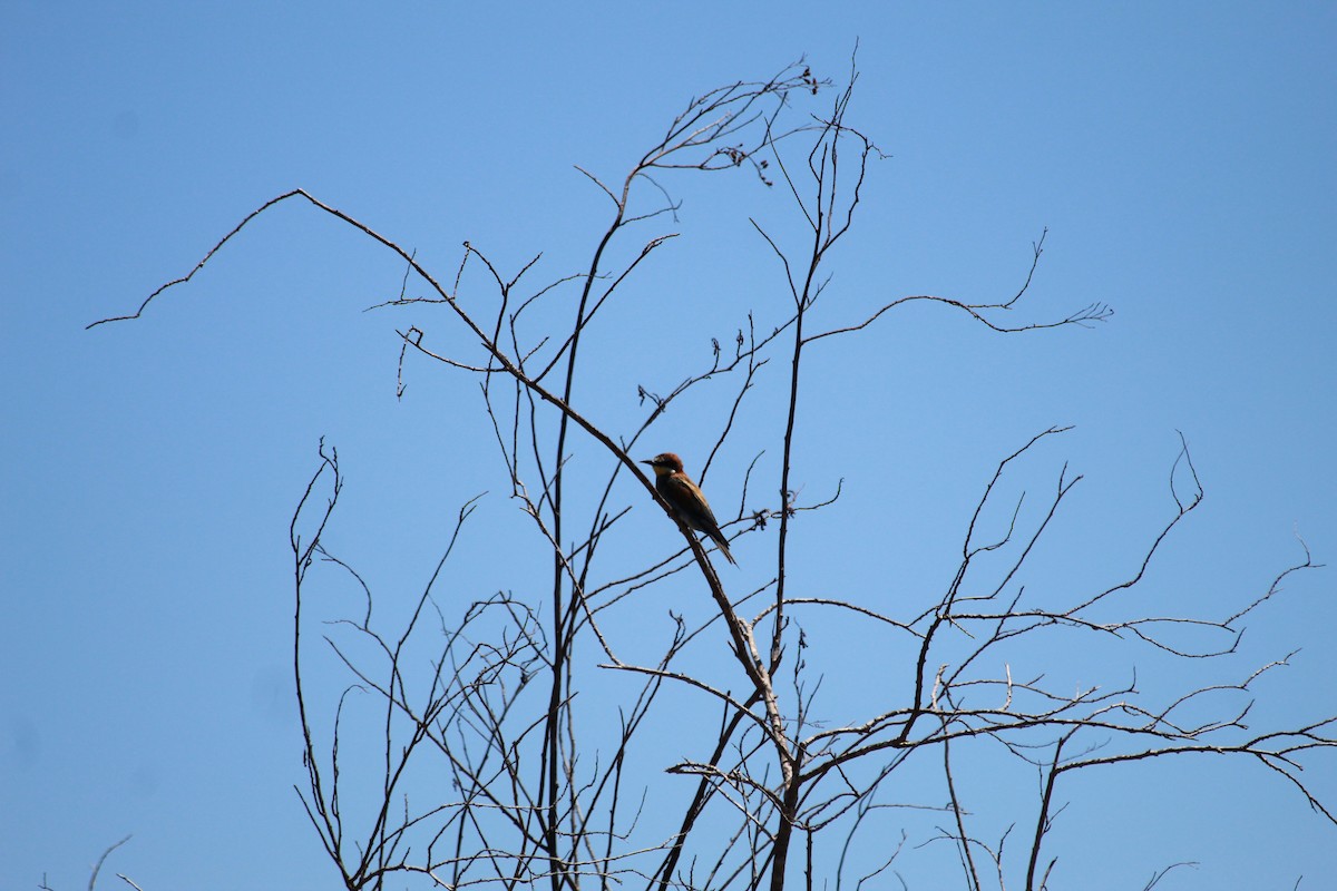 Золотистая щурка - ML644358061