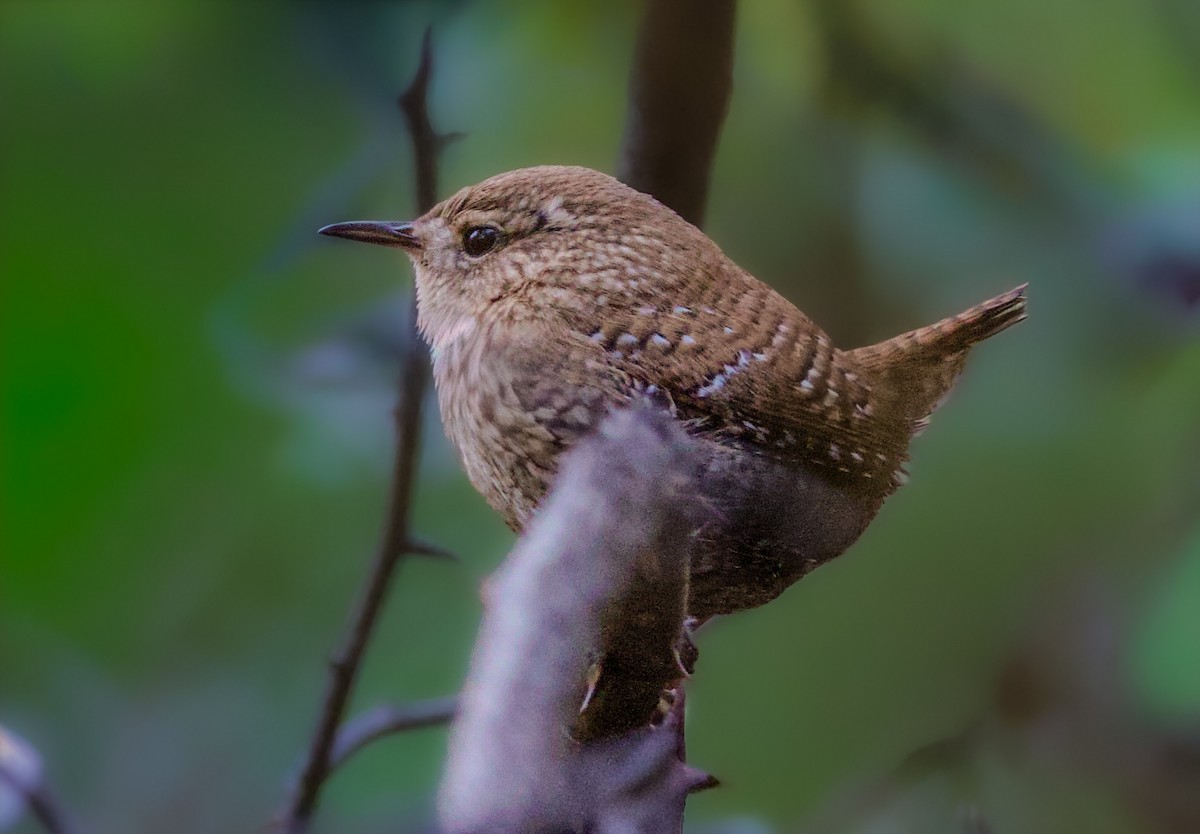 střízlík kanadský - ML644358062