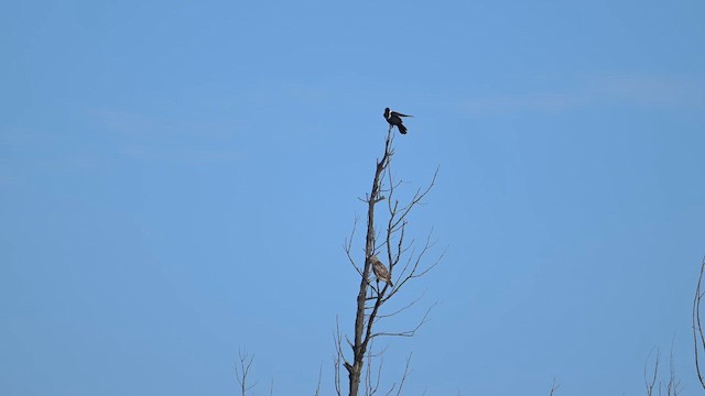 クビワガラス - ML644358072