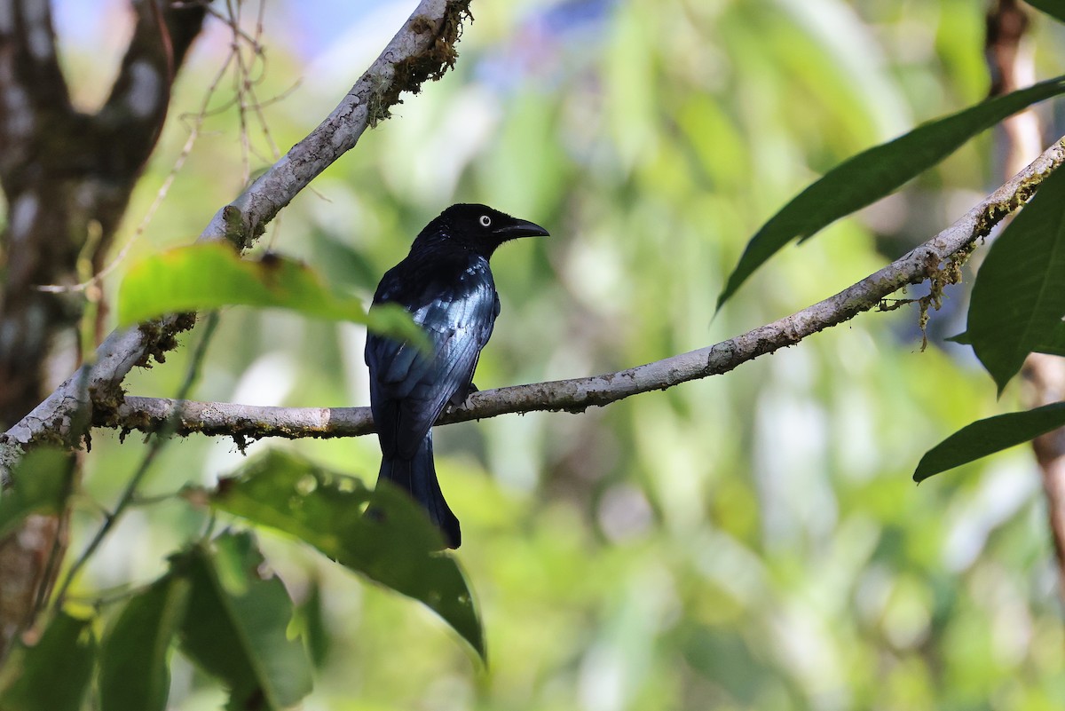 Hair-crested Drongo (White-eyed) - ML644358074