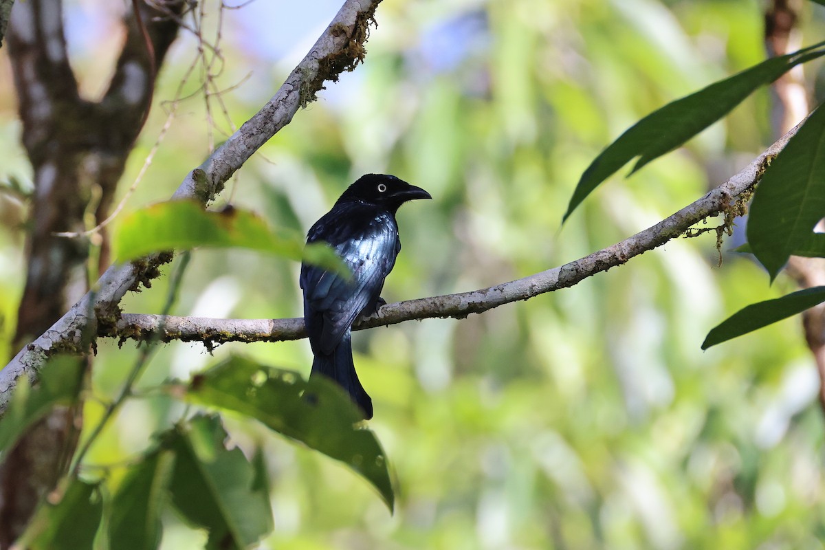 Hair-crested Drongo (White-eyed) - ML644358075