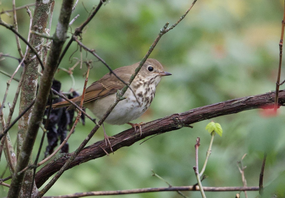 drozd rezavoocasý - ML644358076