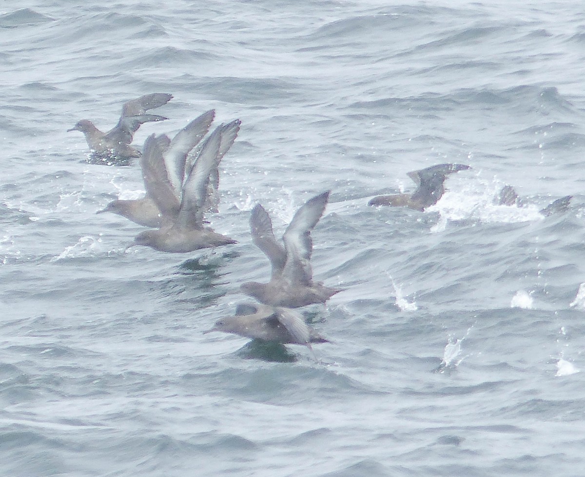 grålire - ML644358077