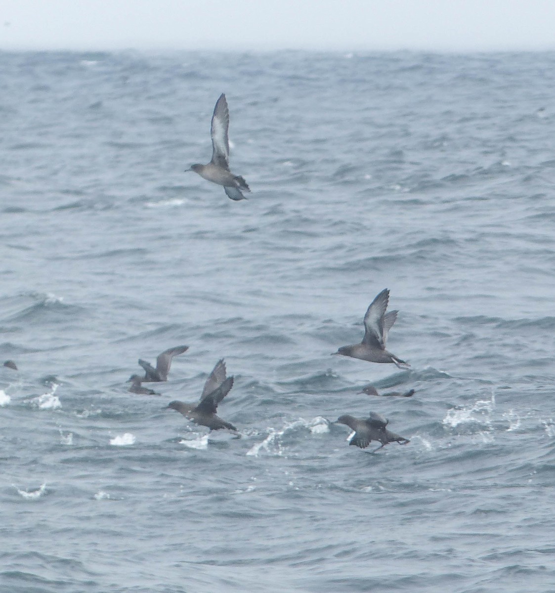 grålire - ML644358078