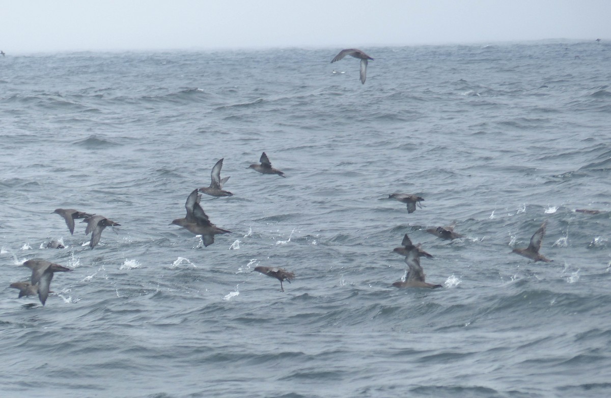 grålire - ML644358079