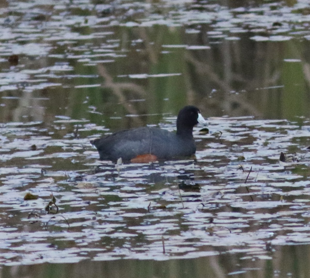 Kopetazuri amerikarra - ML644358080