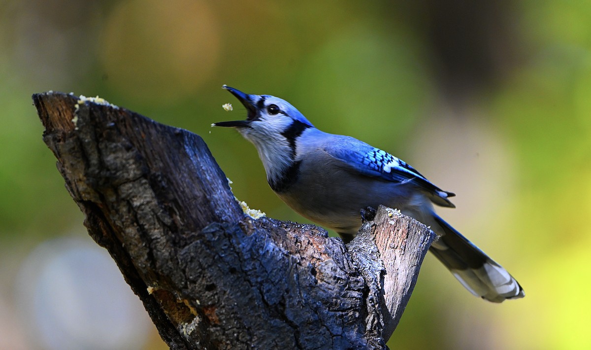 Blue Jay - Nick Paarlberg