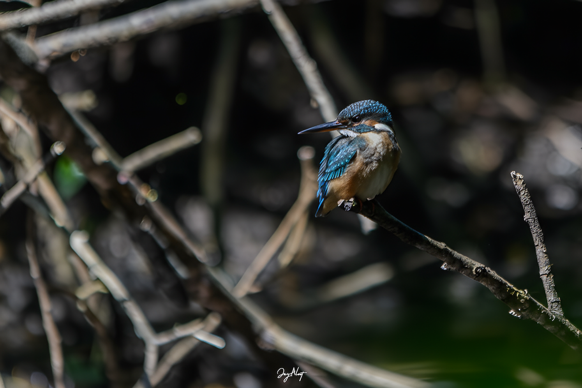 Common Kingfisher - ML644358087