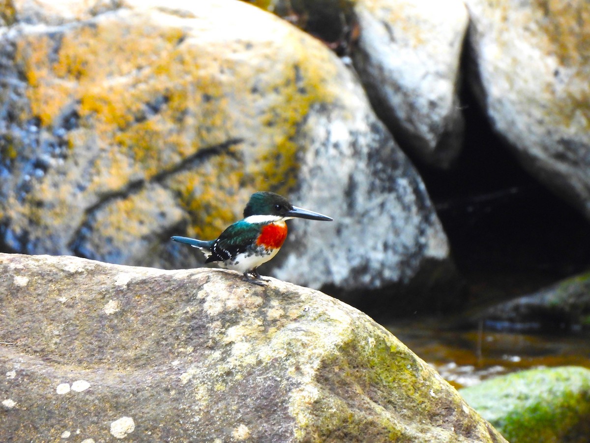 Green Kingfisher - ML644358091