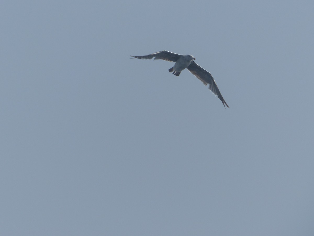 アメリカオオセグロカモメ - ML644358108