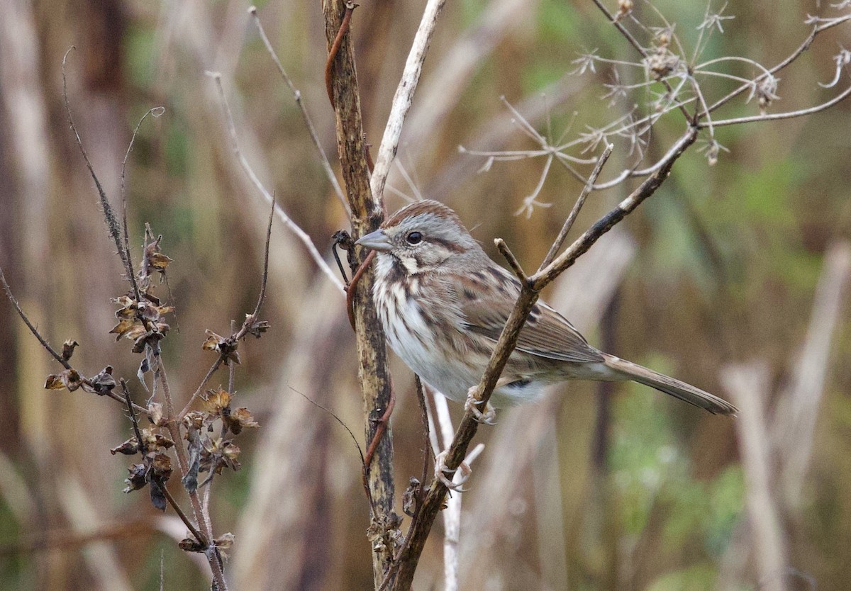 strnadec zpěvný - ML644358111