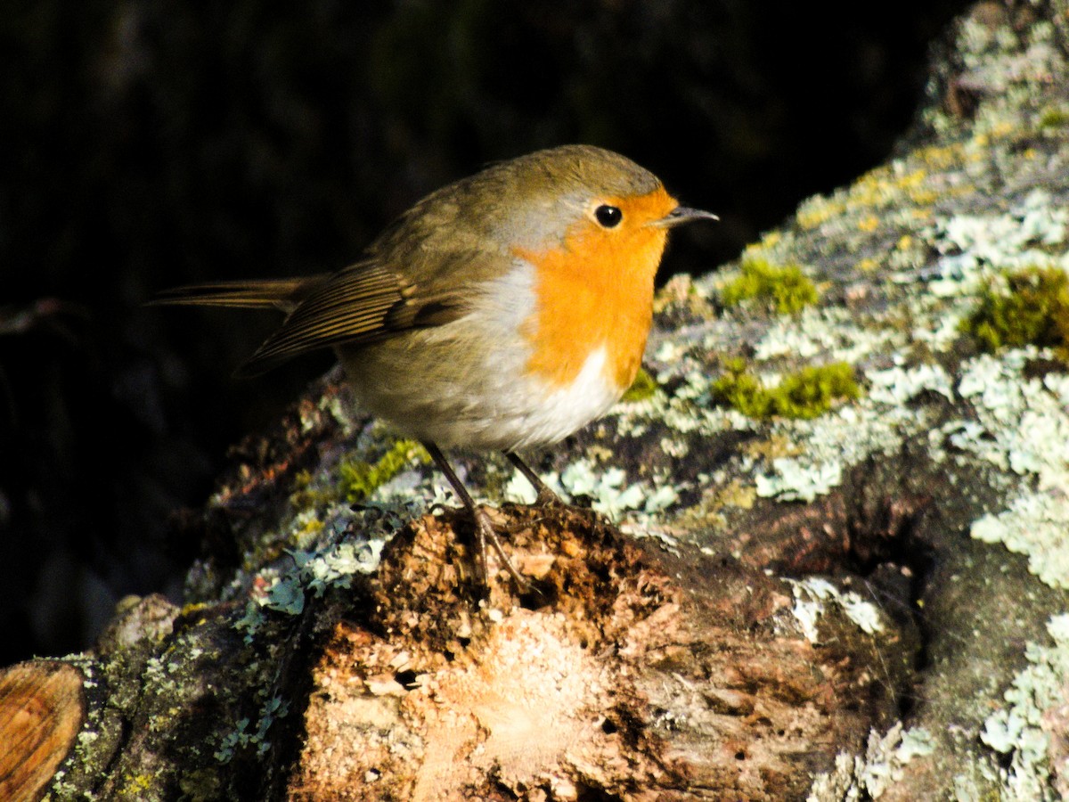 European Robin - ML644358121