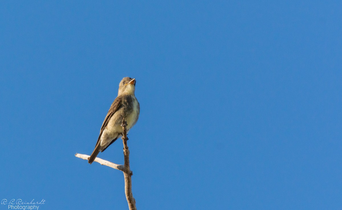Olive-sided Flycatcher - ML644358122