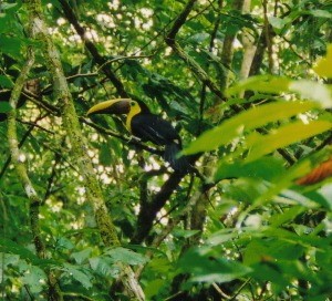 Тукан жовтошиїй - ML644358135