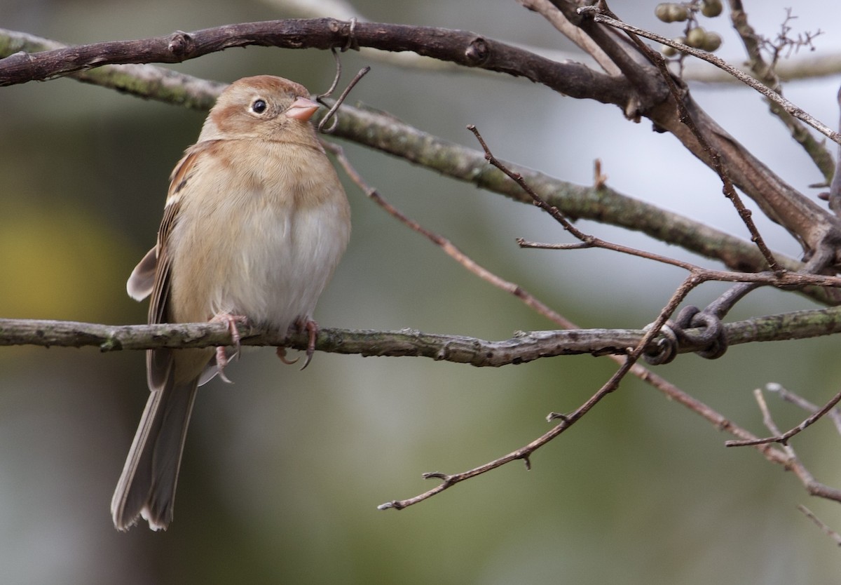 Field Sparrow - ML644358136