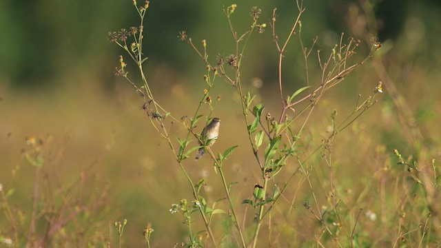 Golden-headed Cisticola - ML644358149
