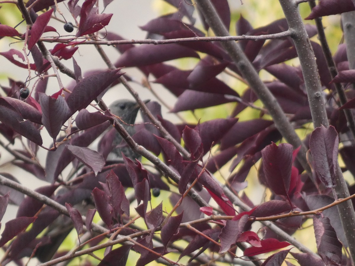 Дрізд чорноволий - ML644358154