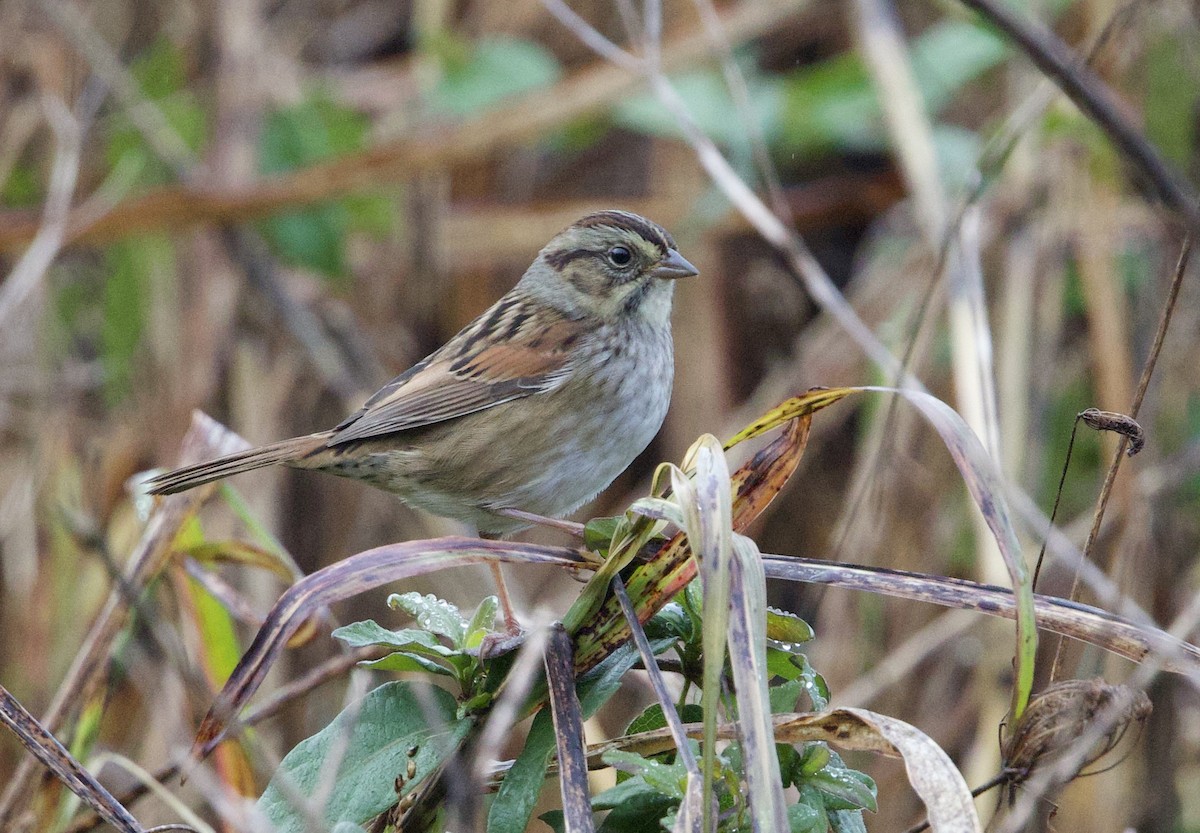 Swamp Sparrow - ML644358155