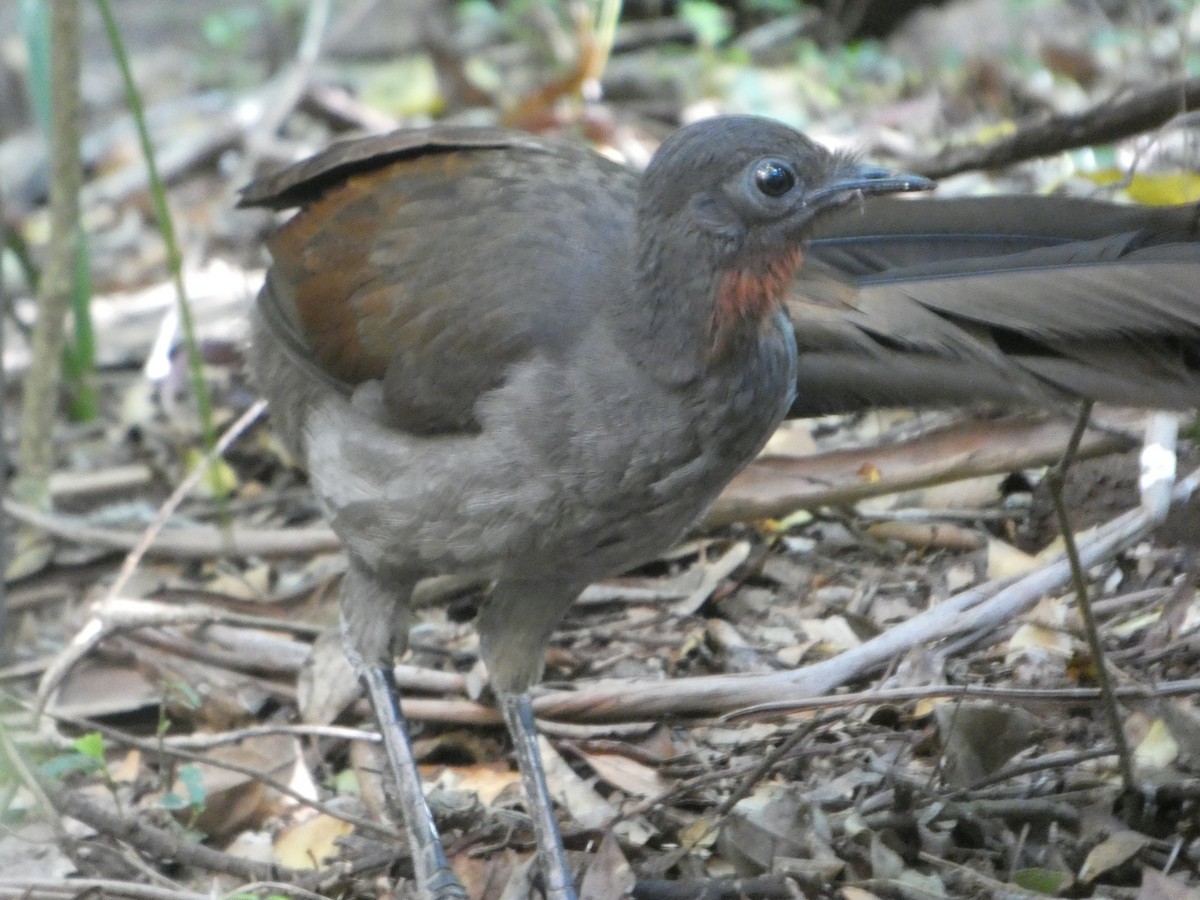 lyrochvost nádherný - ML644358161