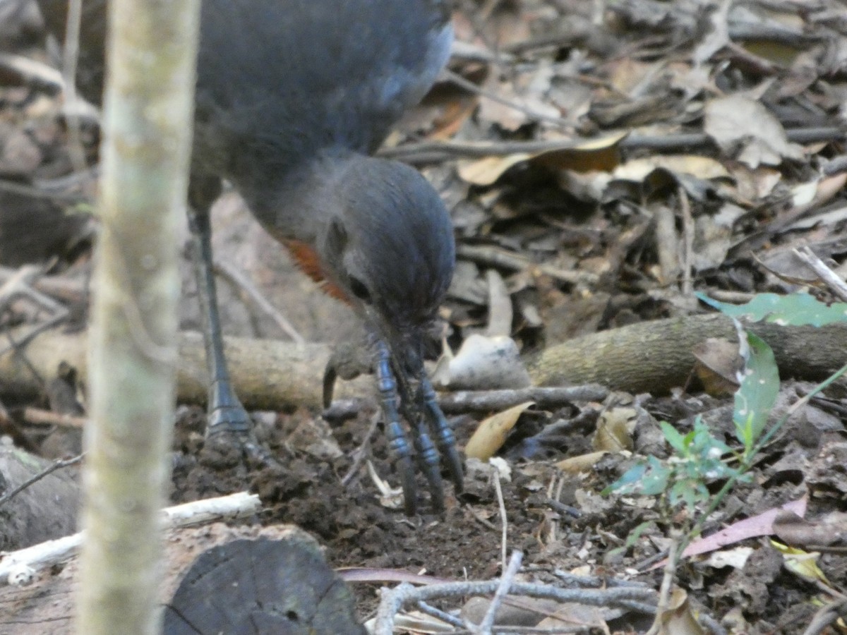 lyrochvost nádherný - ML644358162