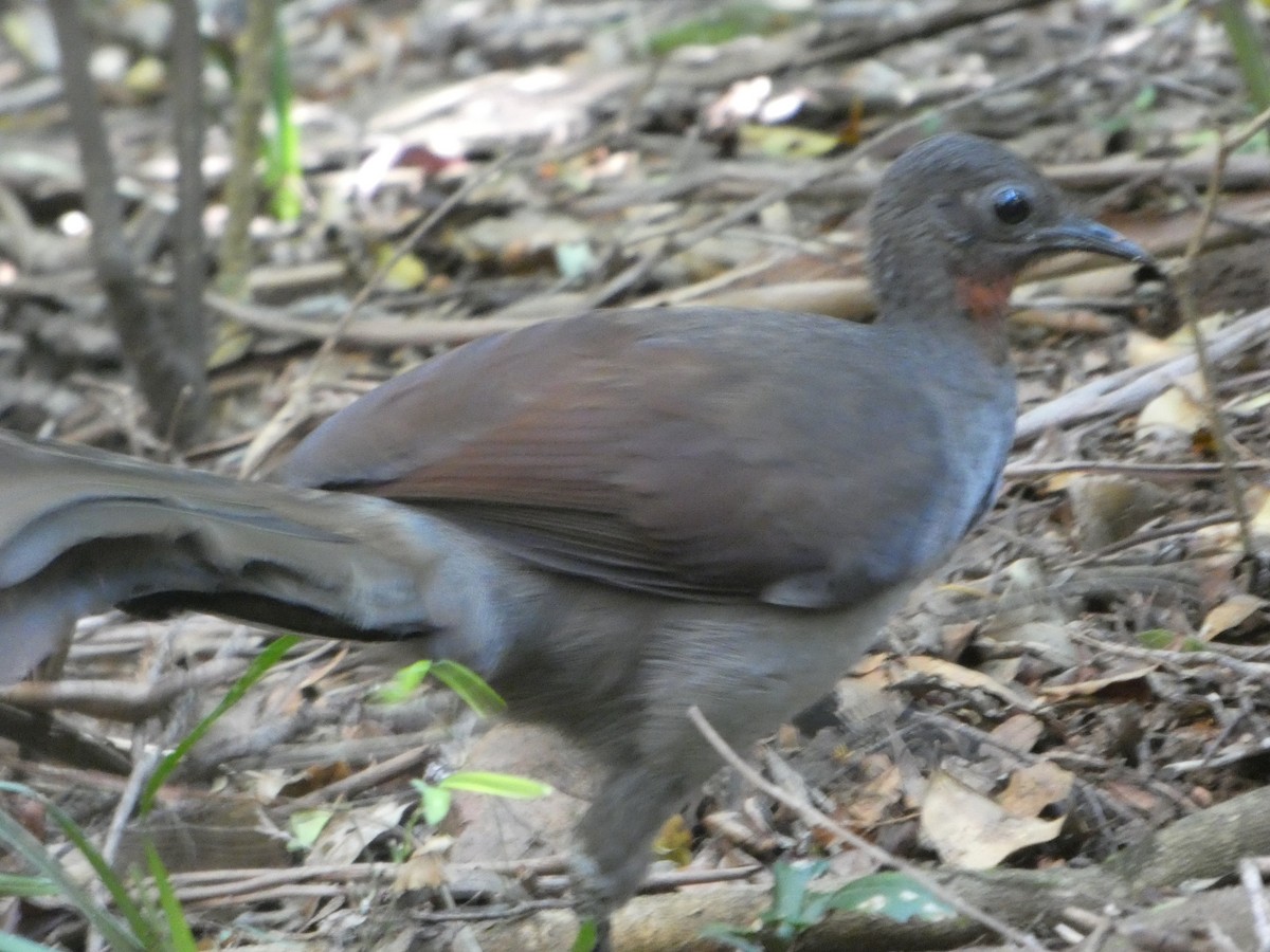 lyrochvost nádherný - ML644358163