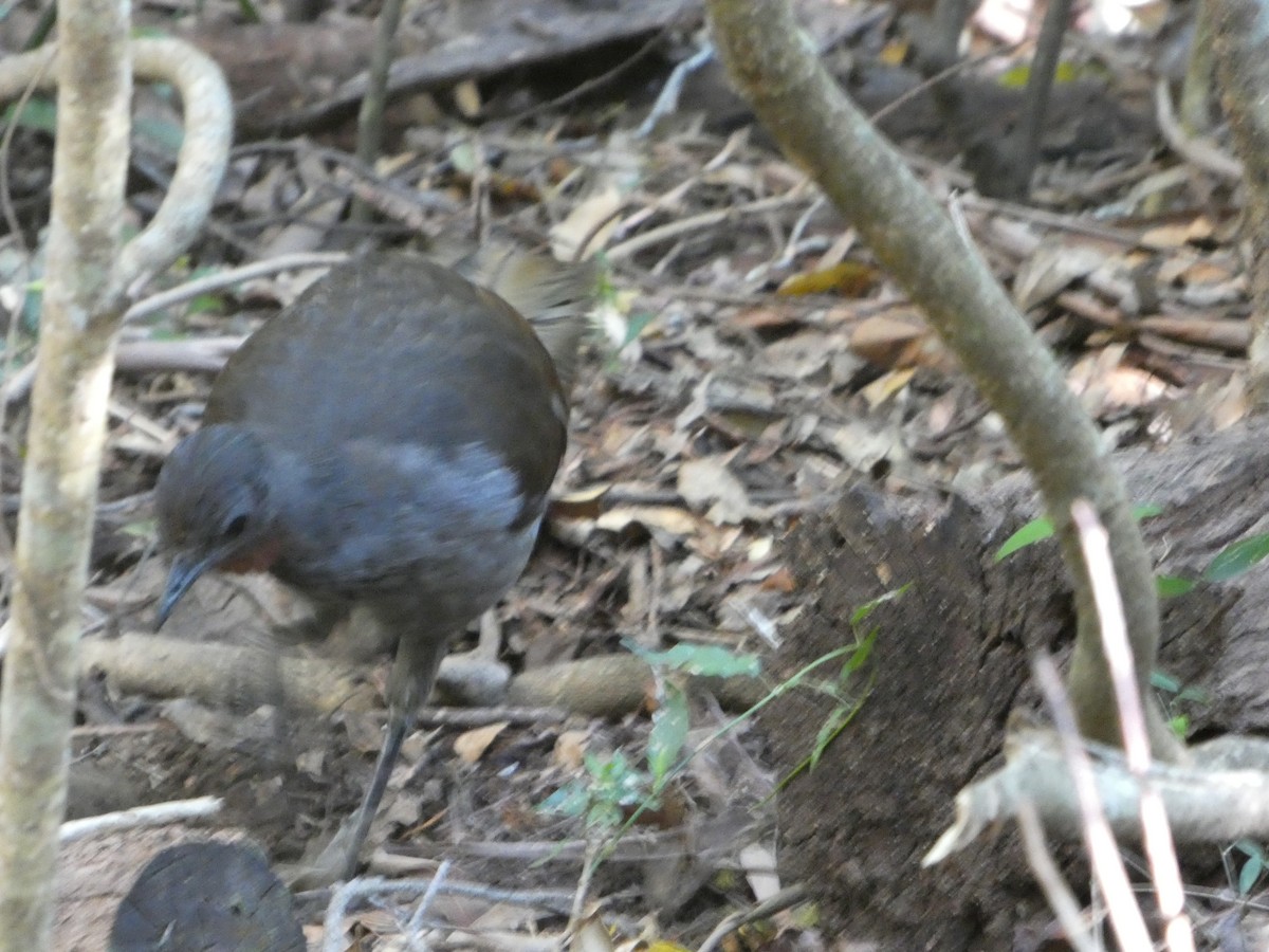 lyrochvost nádherný - ML644358164