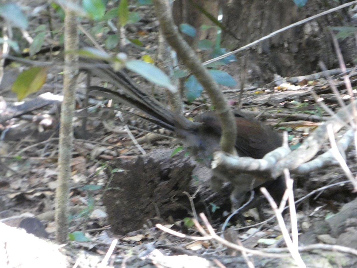 lyrochvost nádherný - ML644358165