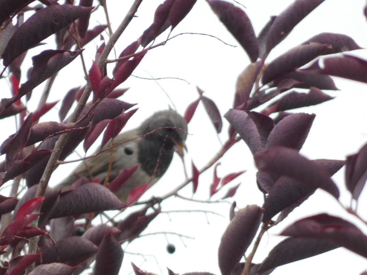 Дрізд чорноволий - ML644358181