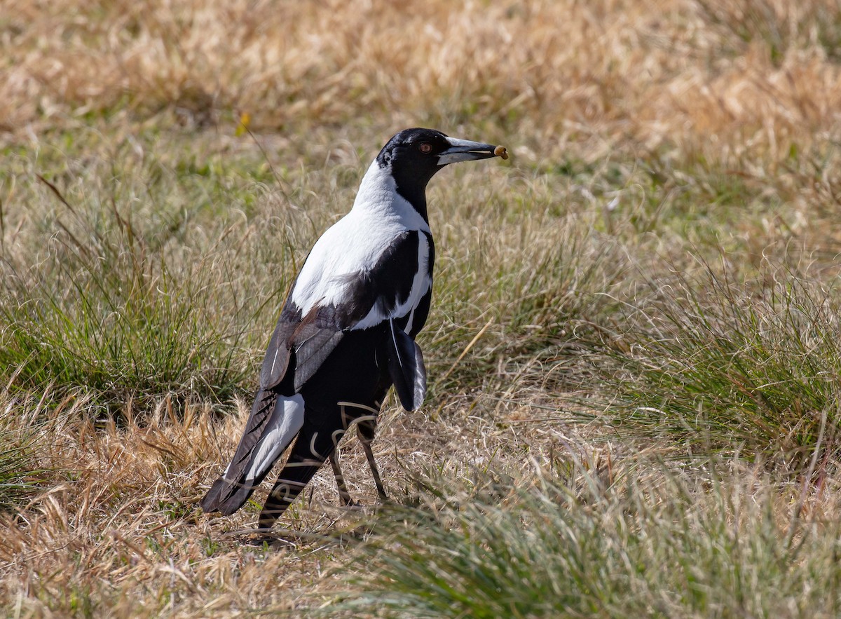 Cassican flûteur (telonocua/tyrannica) - ML644358184