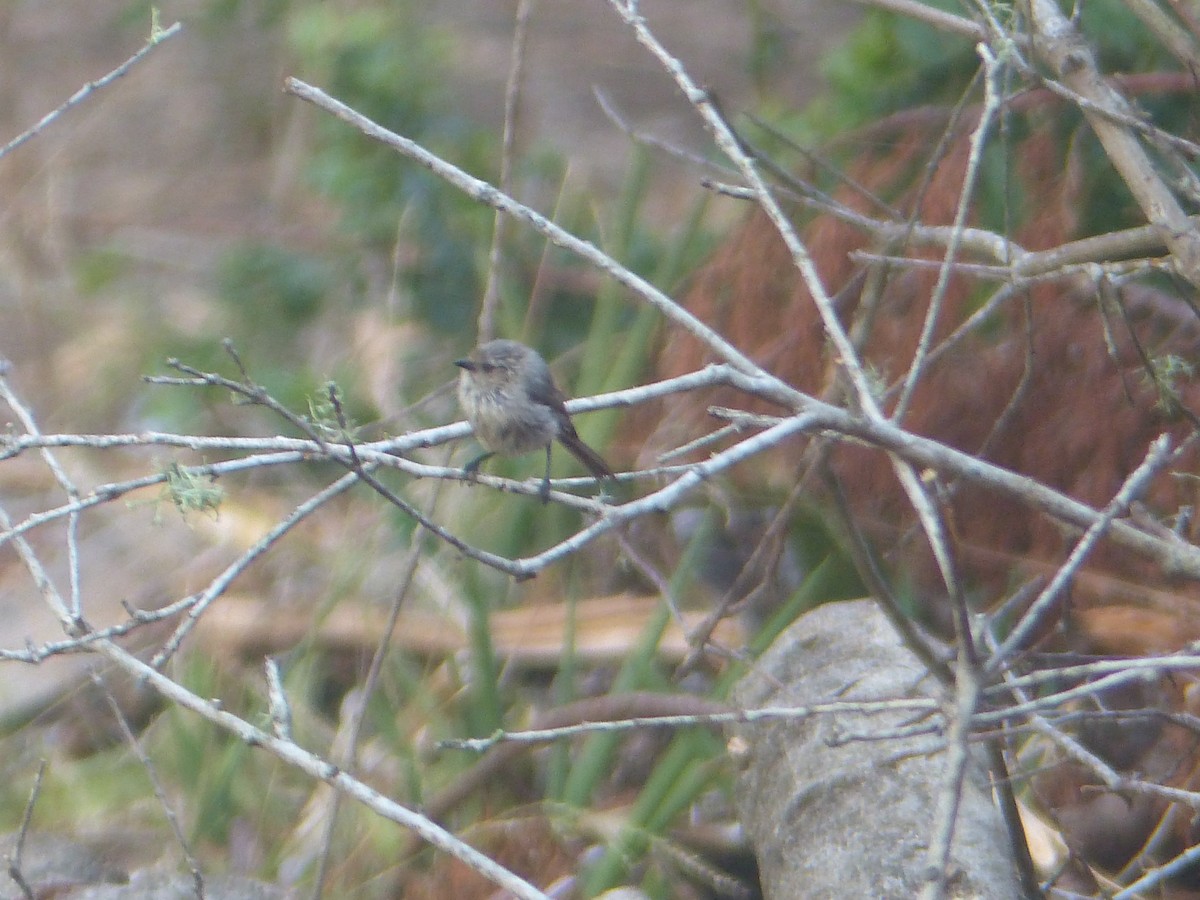 ヤブガラ - ML644358185